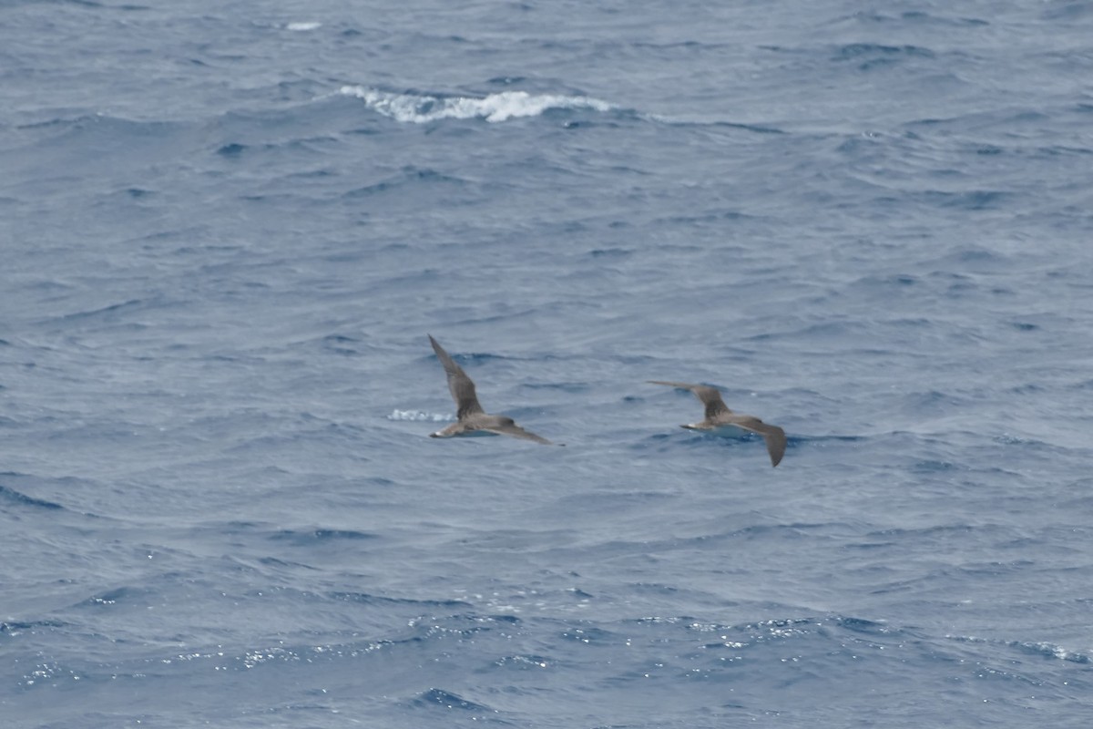 Cory's Shearwater - ML634472192