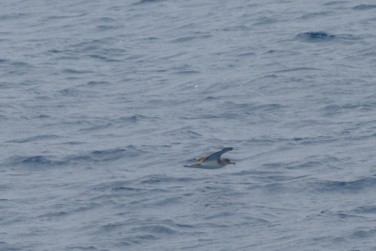 Cory's Shearwater - ML634472193