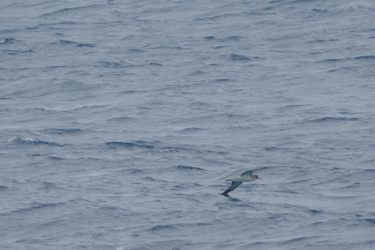 Cory's Shearwater - ML634472195