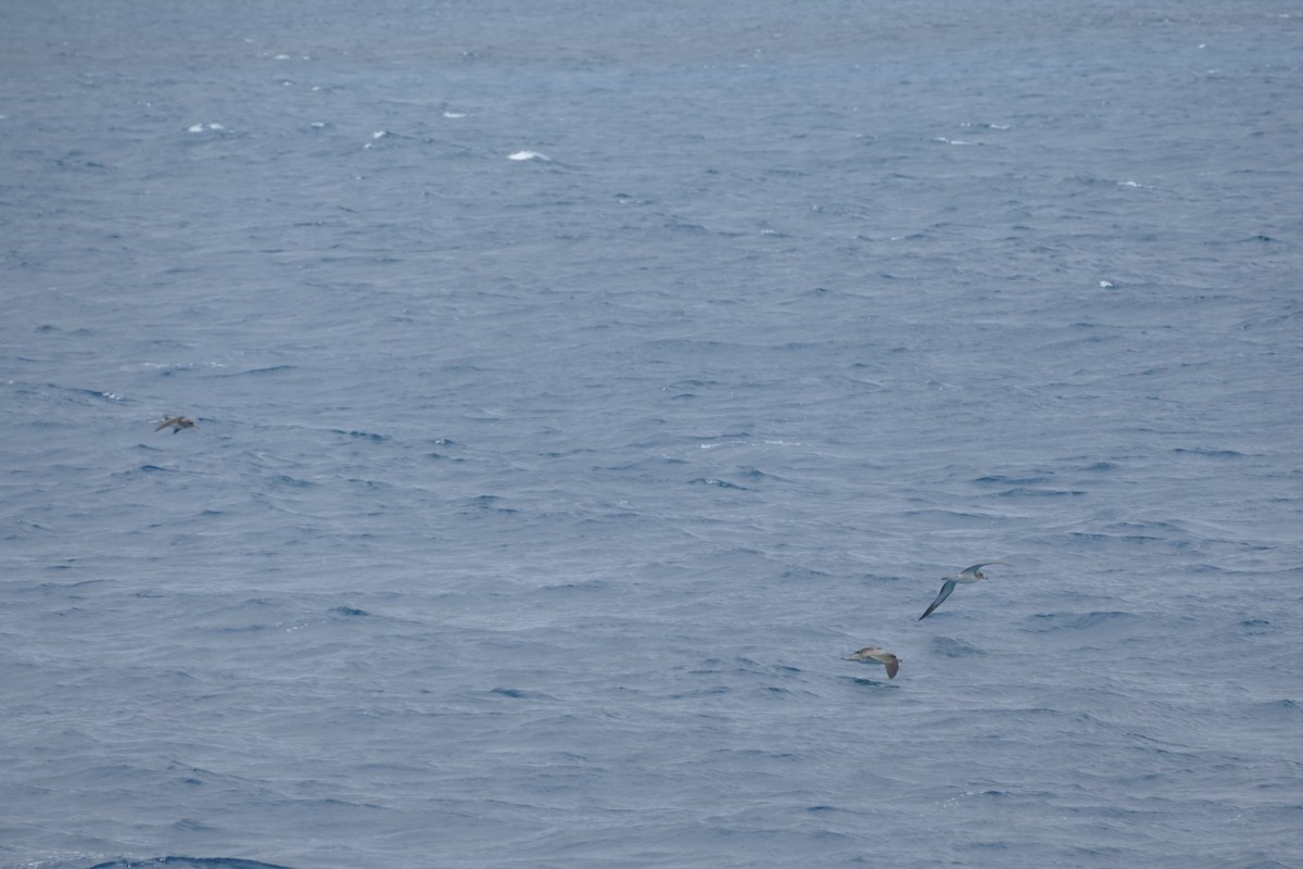 Cory's Shearwater - ML634472196