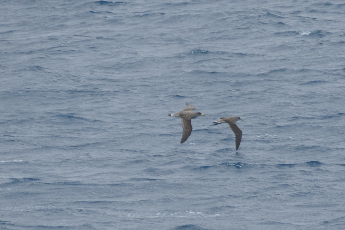 Cory's Shearwater - ML634472197