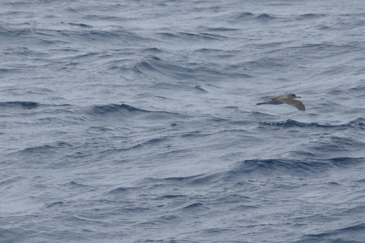 Cory's Shearwater - ML634472198