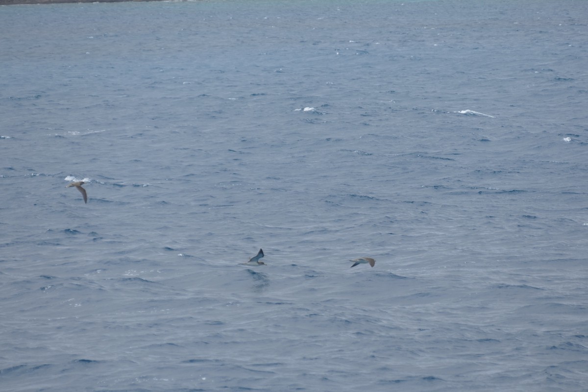 Cory's Shearwater - ML634472199