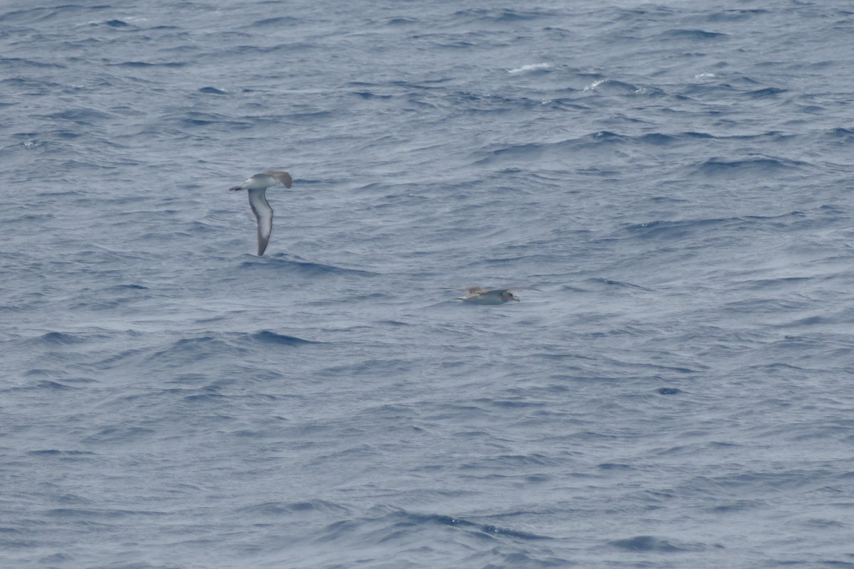 Cory's Shearwater - ML634472200