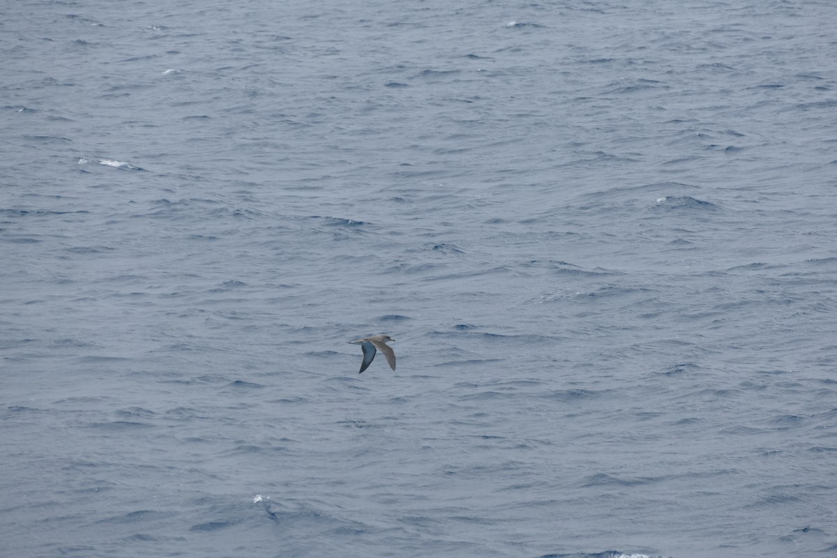 Cory's Shearwater - ML634472201