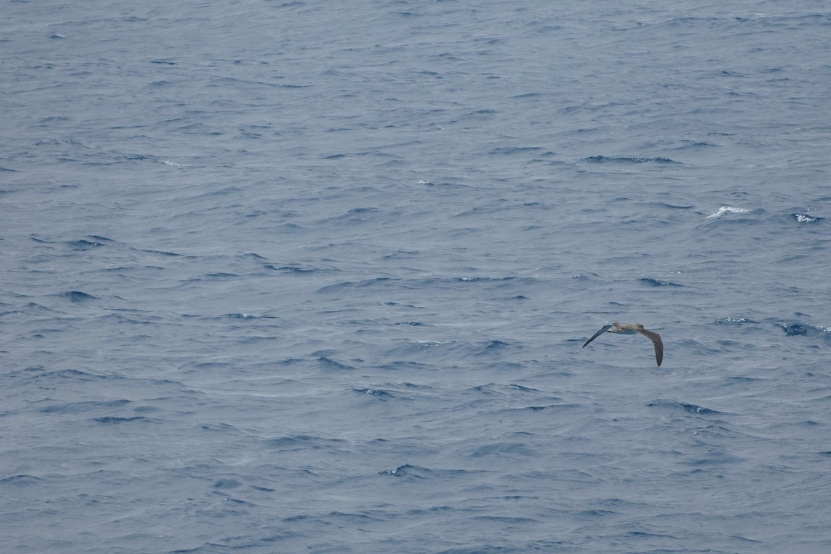 Cory's Shearwater - ML634472202