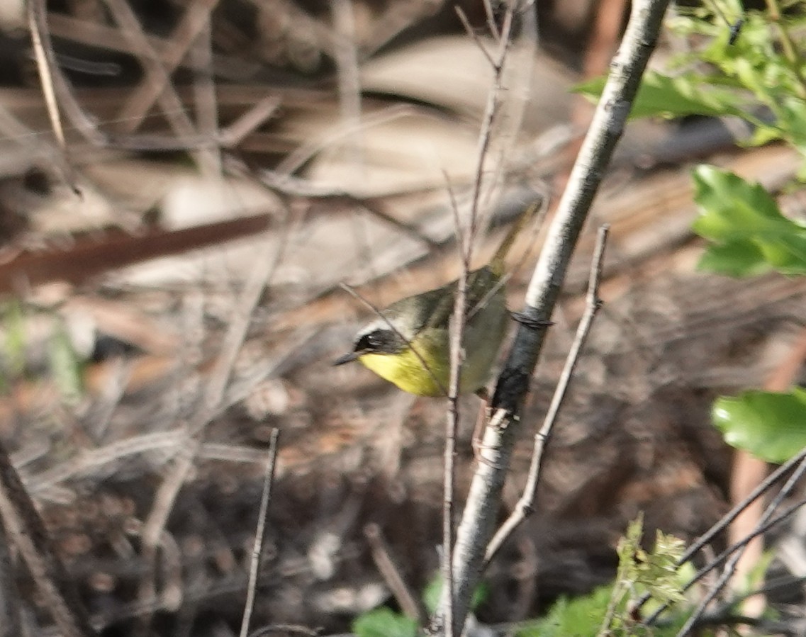 Common Yellowthroat - ML634472204