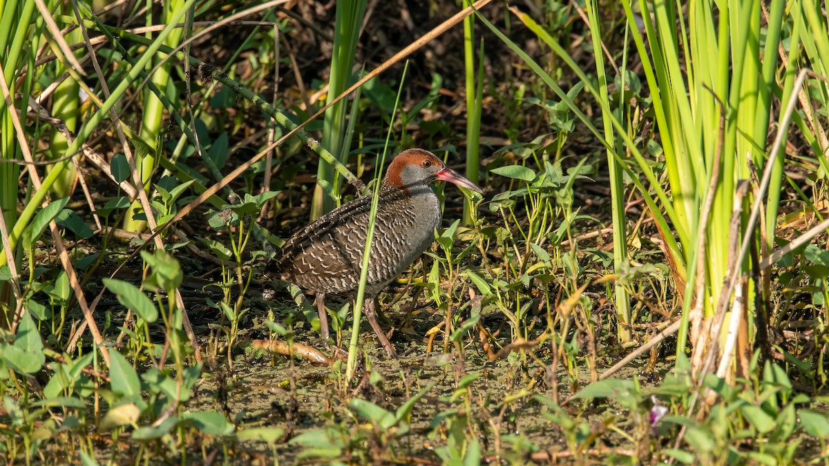 Slaty-breasted Rail - ML634472292