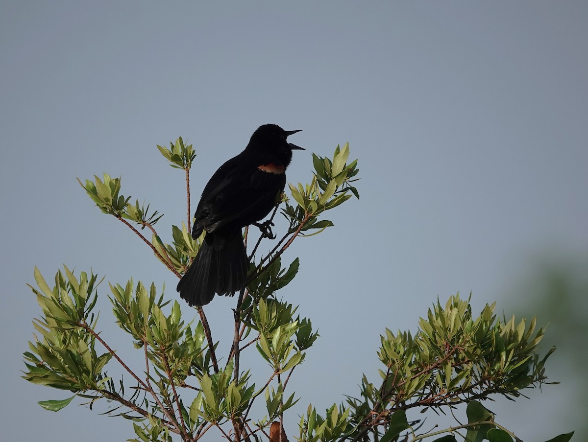 Red-winged Blackbird - ML634472318