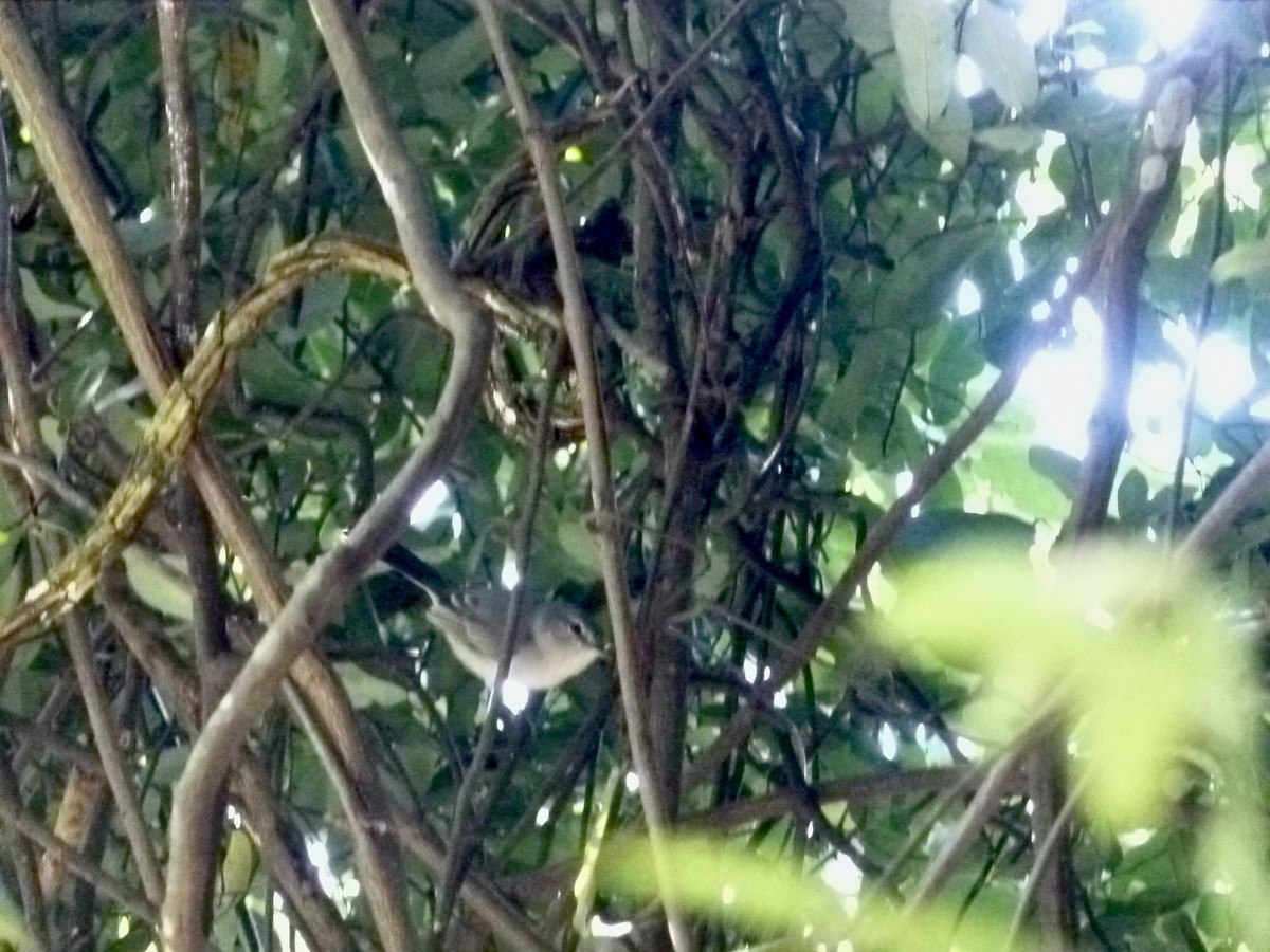 Gray Tit-Flycatcher - ML634472326