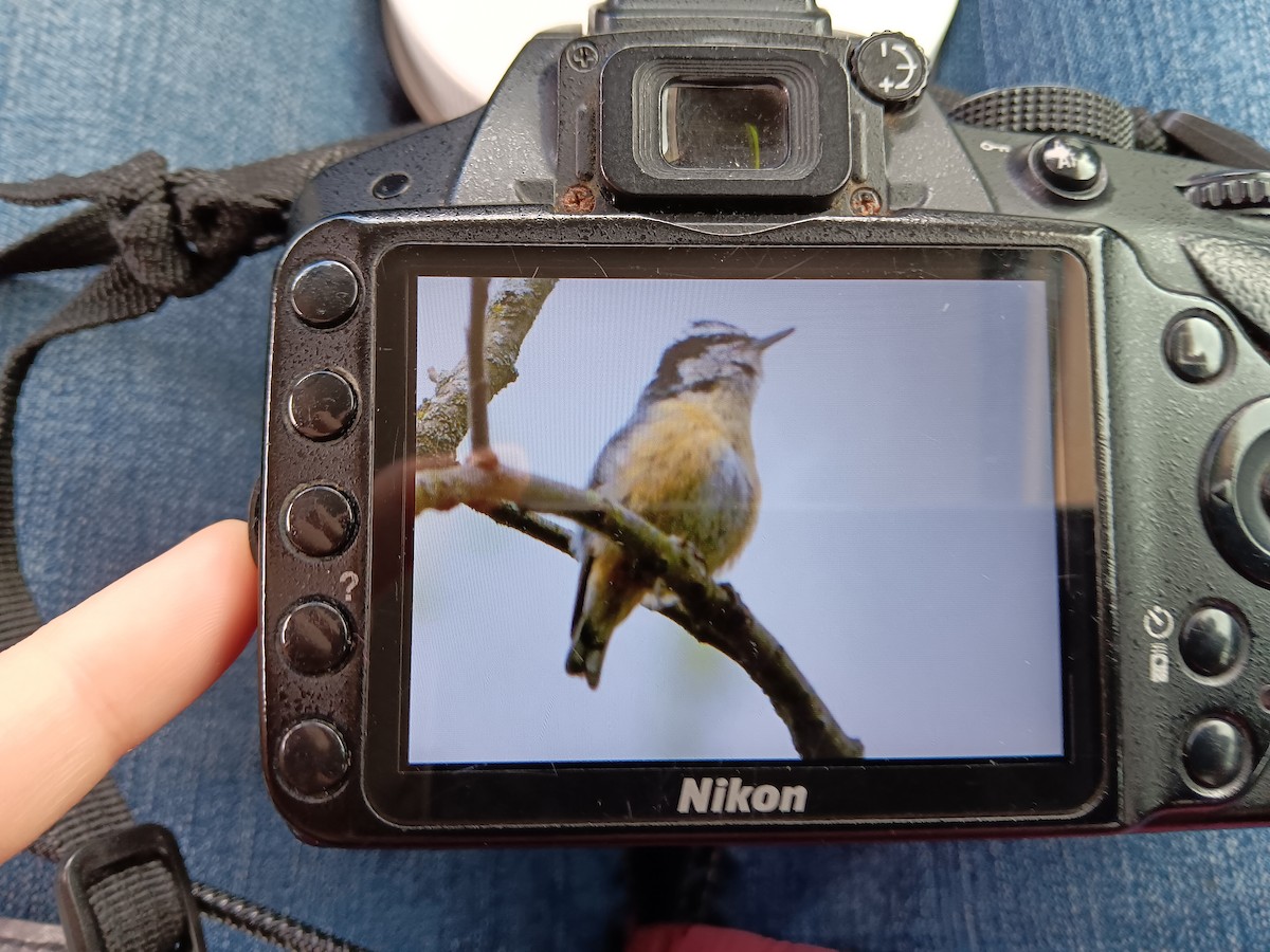 Red-breasted Nuthatch - ML634472349