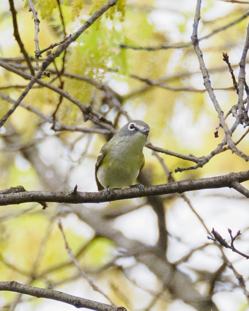 Blue-headed Vireo - ML634472523