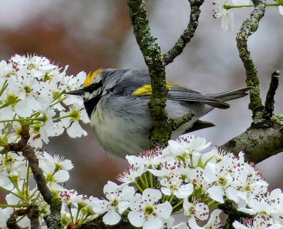 Golden-winged Warbler - John Gustafson