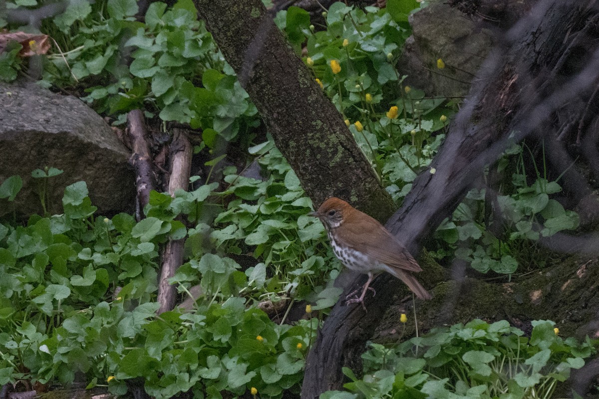 Wood Thrush - ML634472677