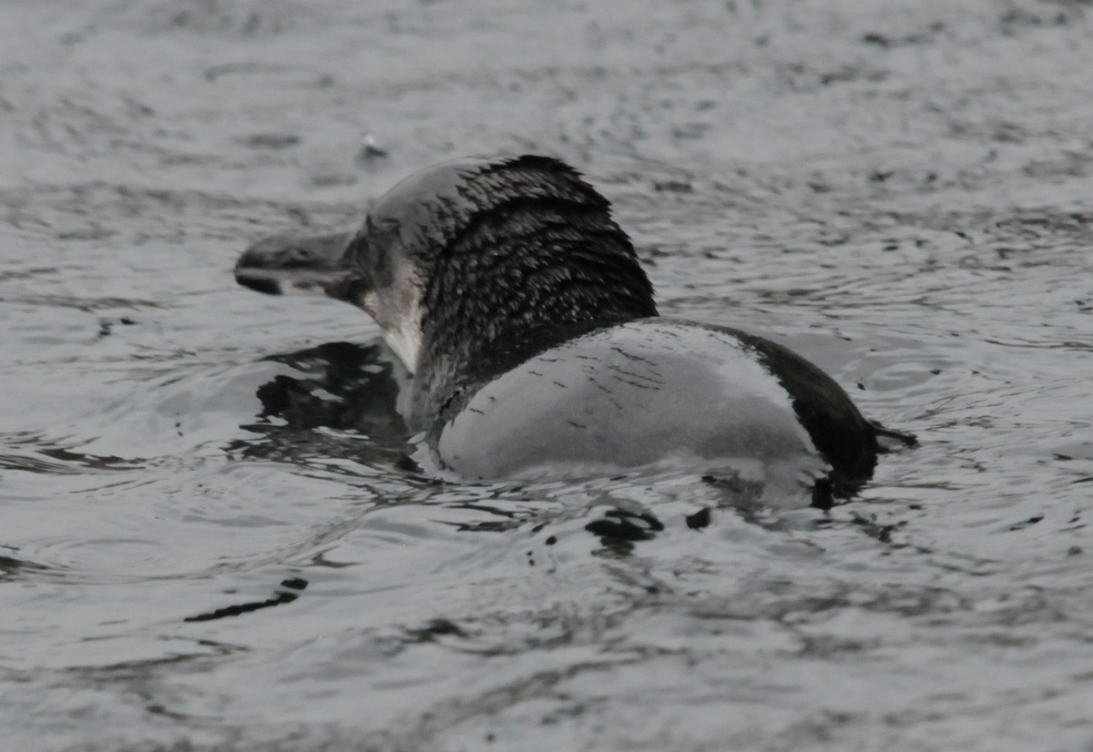 Galapagos Penguin - ML634472707