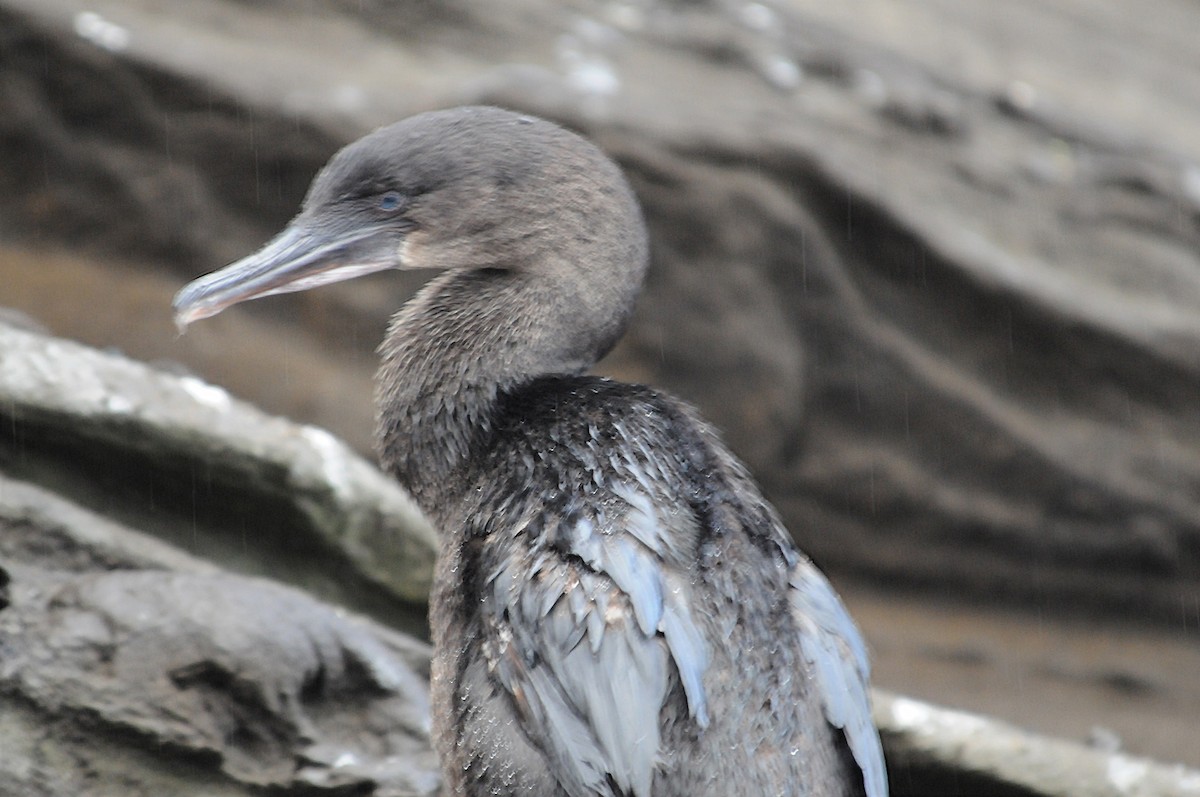 Flightless Cormorant - ML634472745