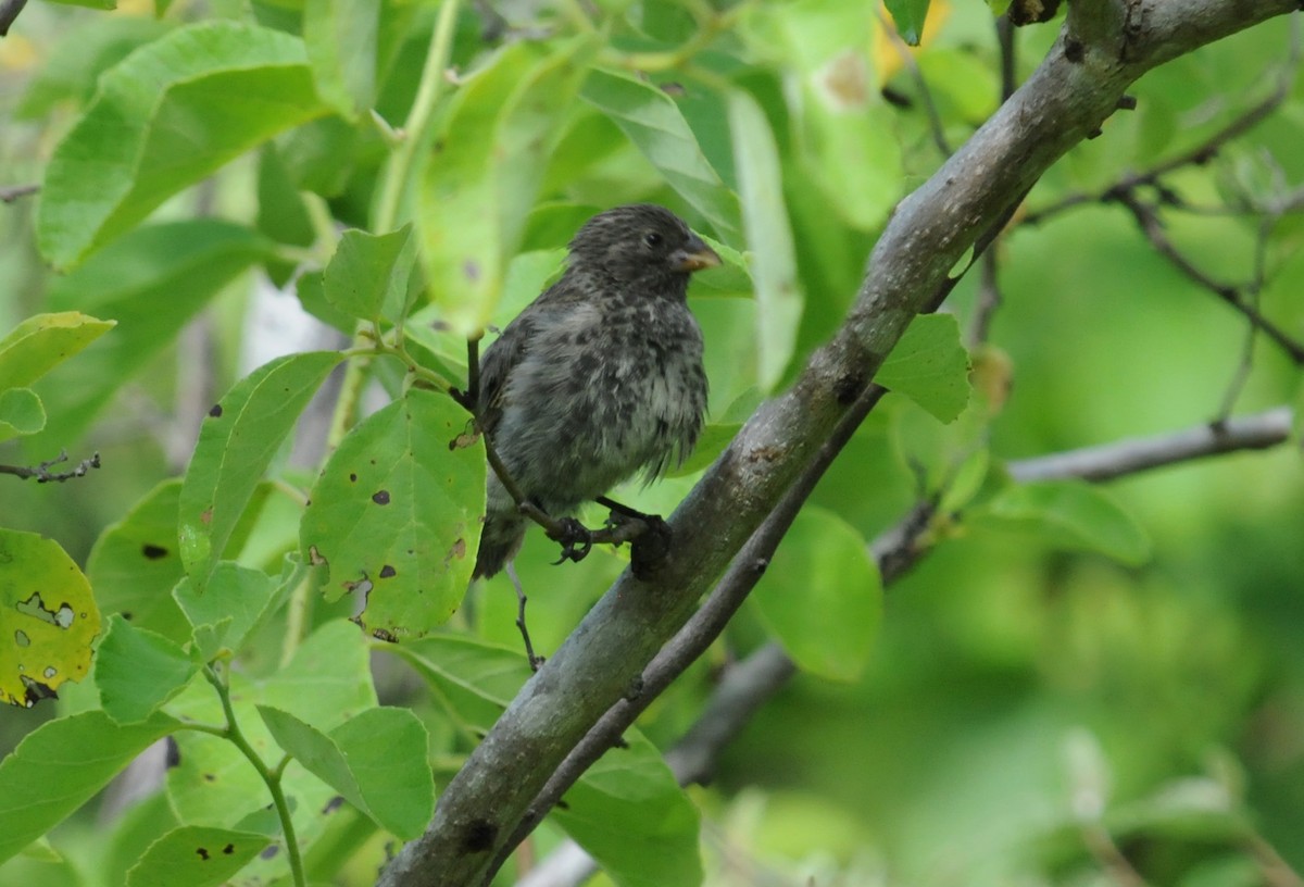 Small Ground-Finch - ML634472861