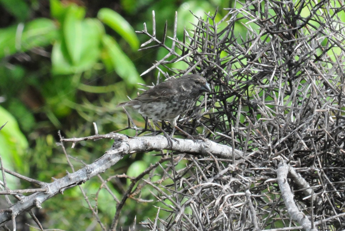 Small Ground-Finch - ML634472862