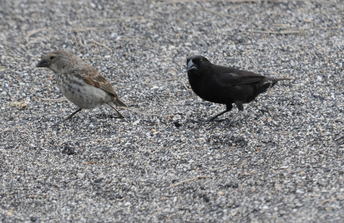 Small Ground-Finch - ML634472863