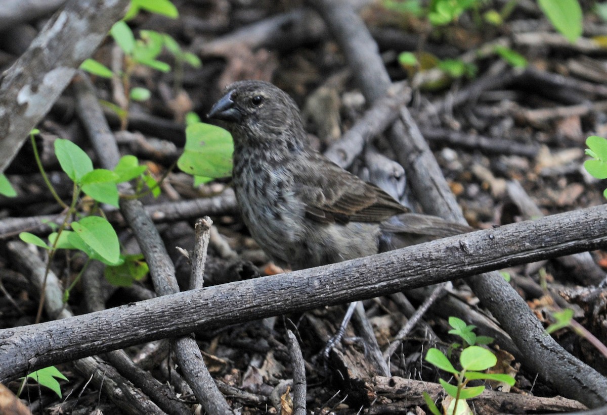 Medium Ground-Finch - ML634472905