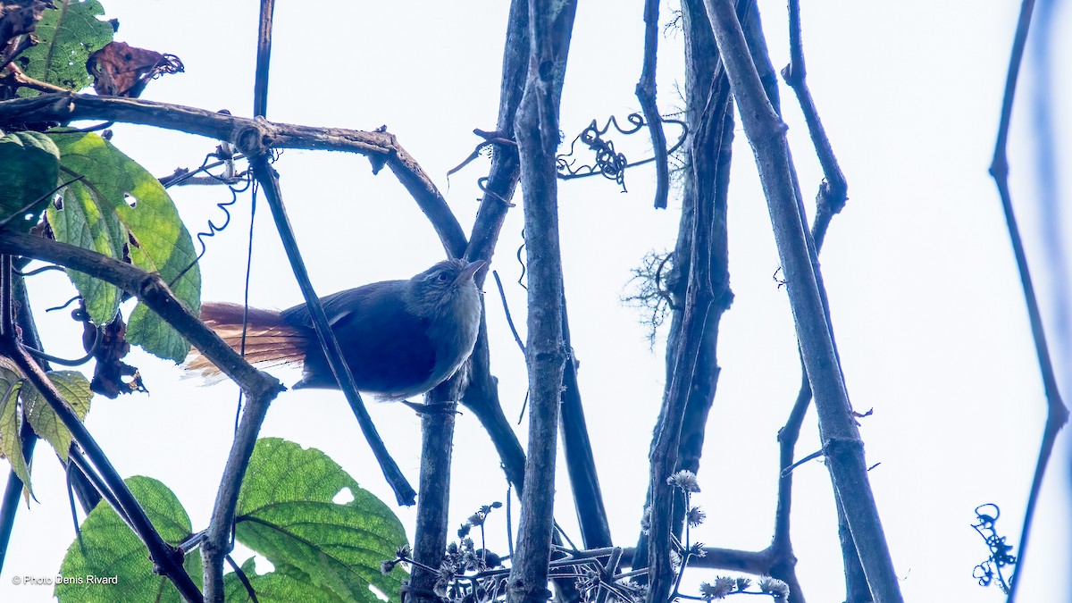 Streak-capped Spinetail - ML634472960