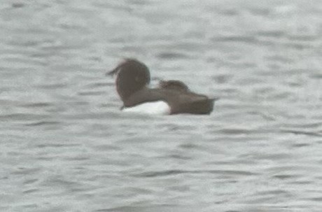 polák chocholačka - ML634473015