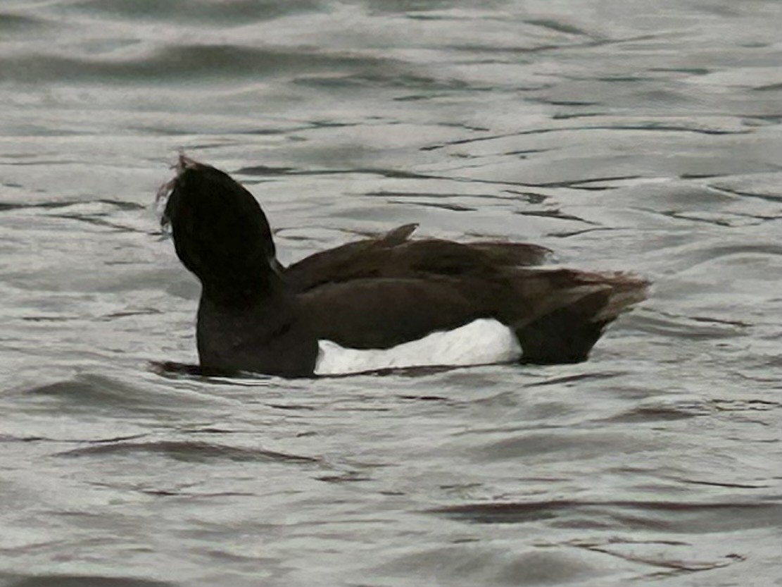 polák chocholačka - ML634473016