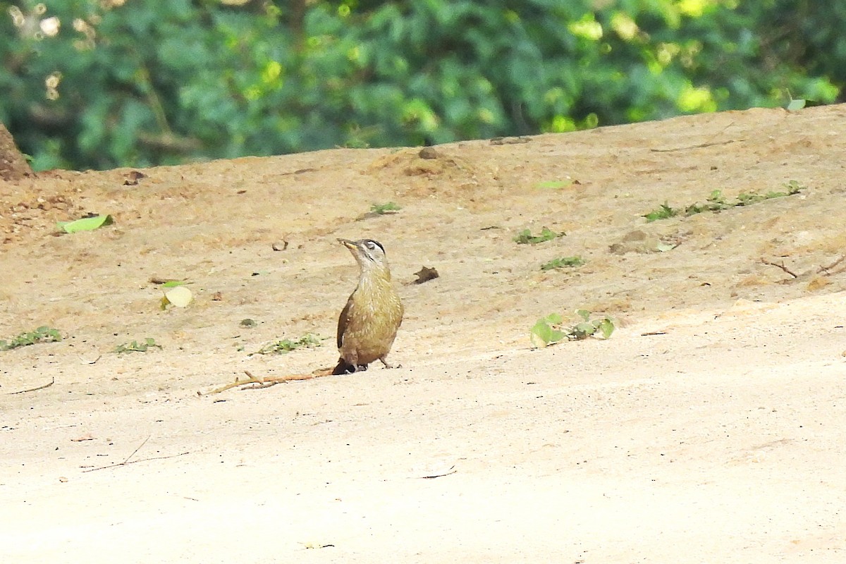 Streak-throated Woodpecker - ML634473068
