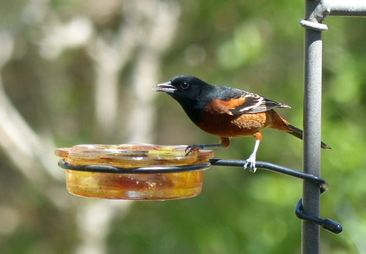 Orchard Oriole - ML634473474