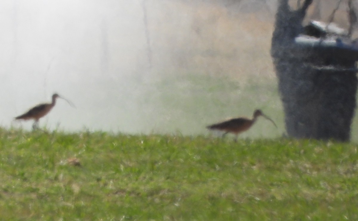 Long-billed Curlew - ML634473580