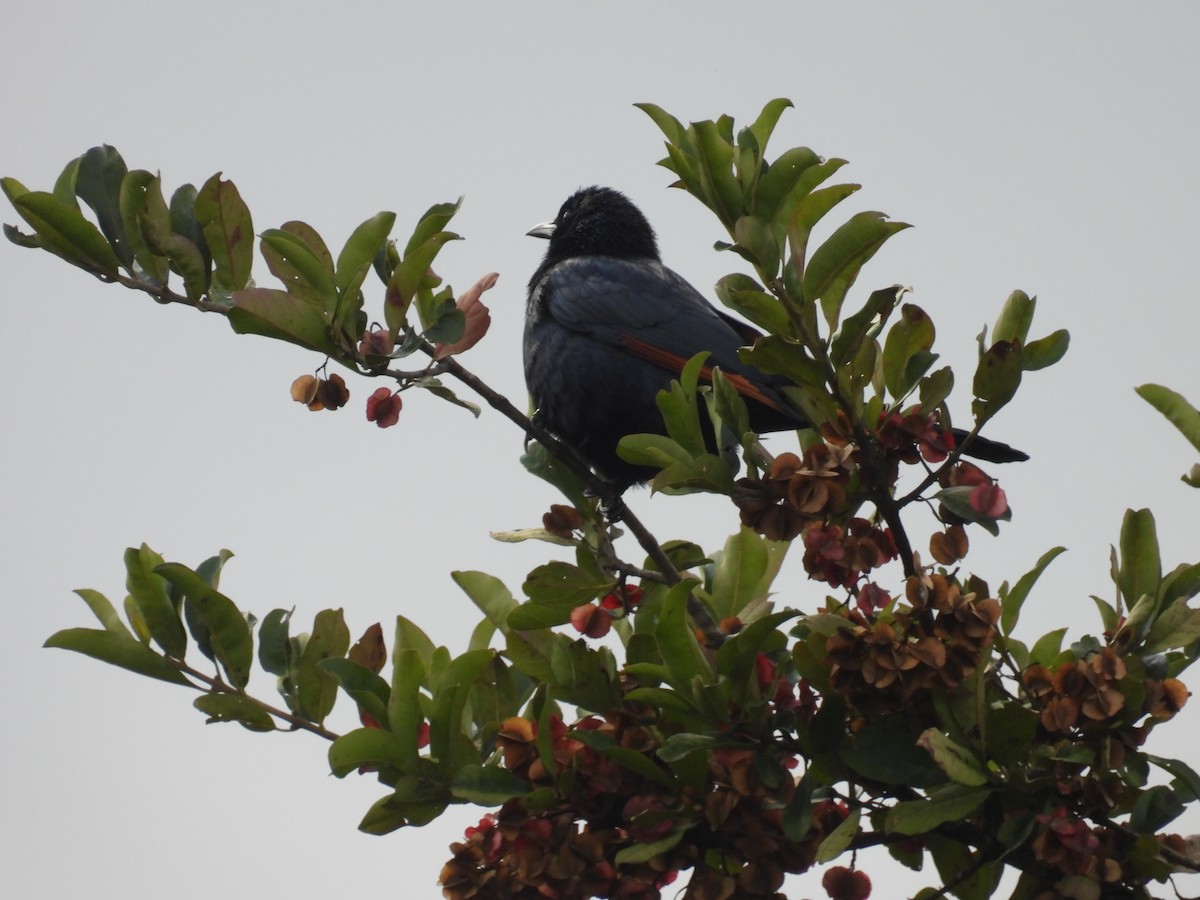 rødvingestær - ML634473585