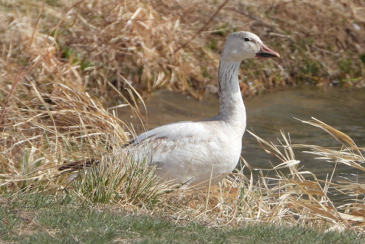 Snow Goose - ML634473617