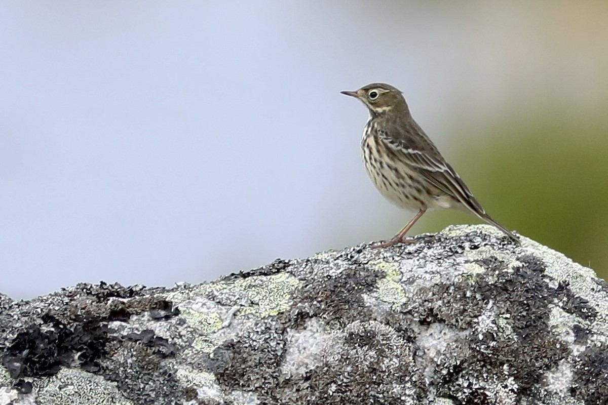 Siberian Pipit - ML634473690
