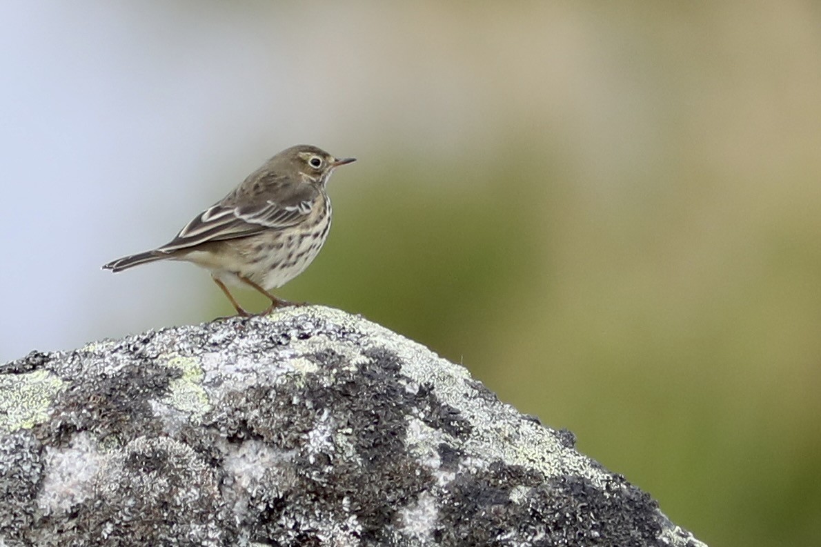 Siberian Pipit - ML634473694