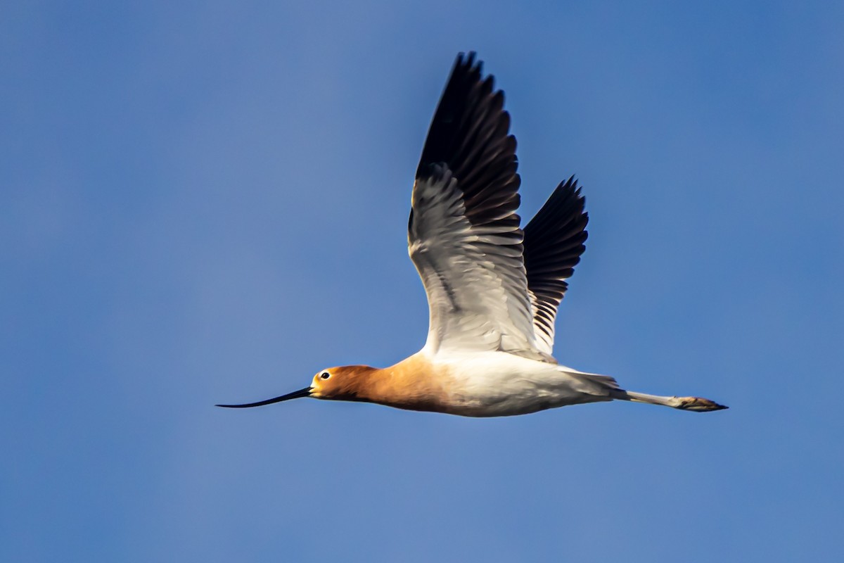 American Avocet - ML634473735