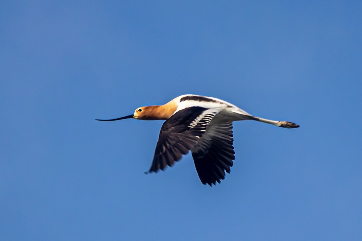American Avocet - ML634473736