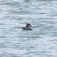 Ruddy Duck - ML634473758