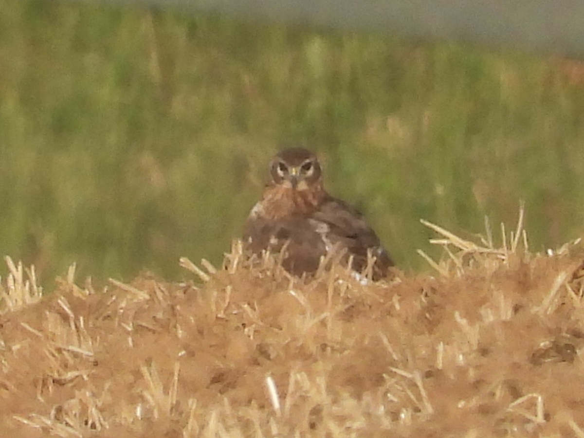 Northern Harrier - ML634473828