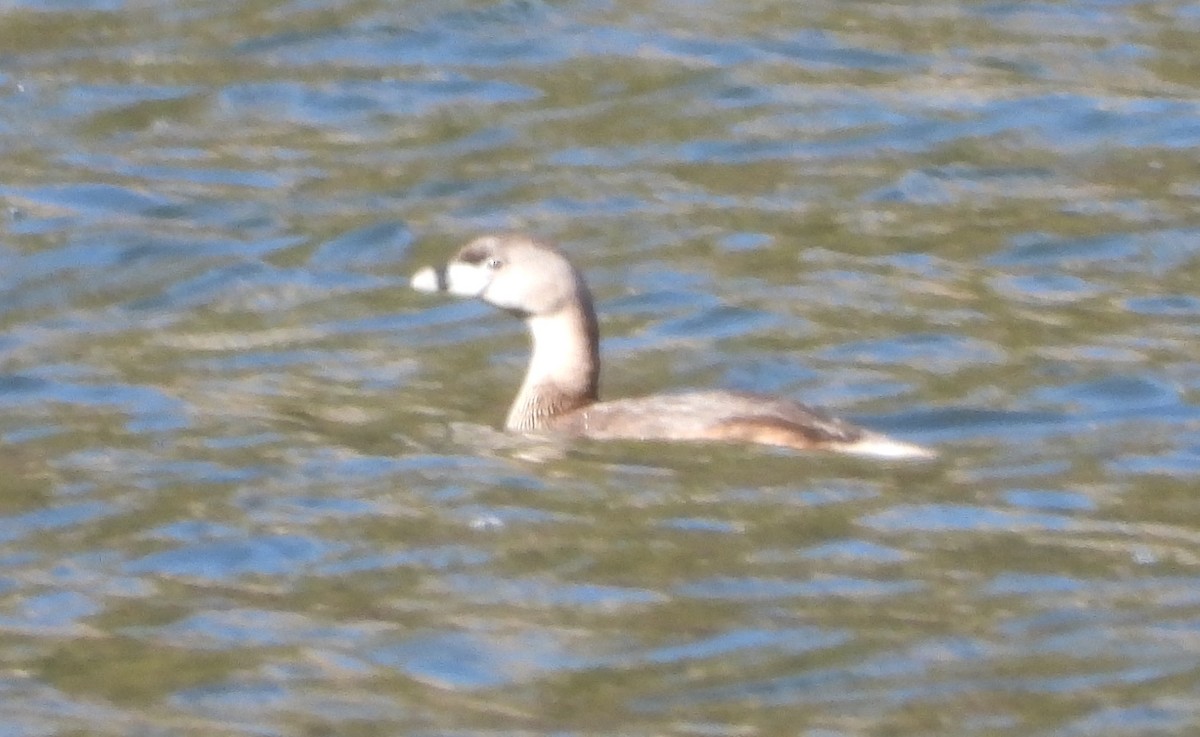 Pied-billed Grebe - ML634473833