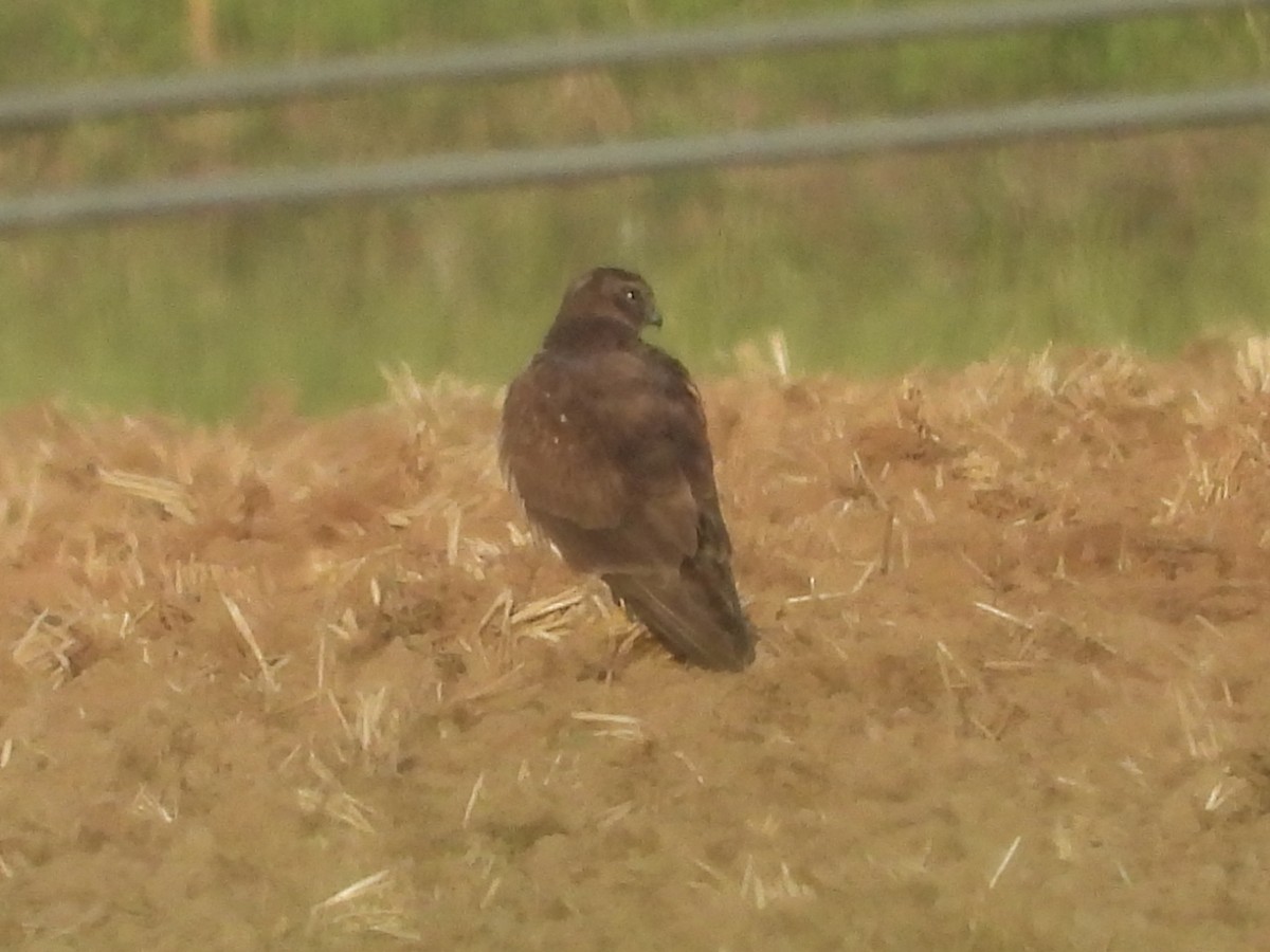 Northern Harrier - ML634473837