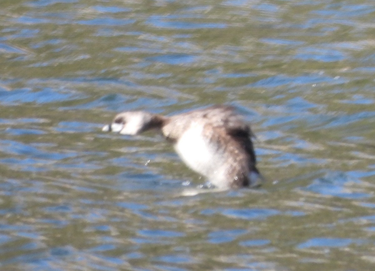 Pied-billed Grebe - ML634473840