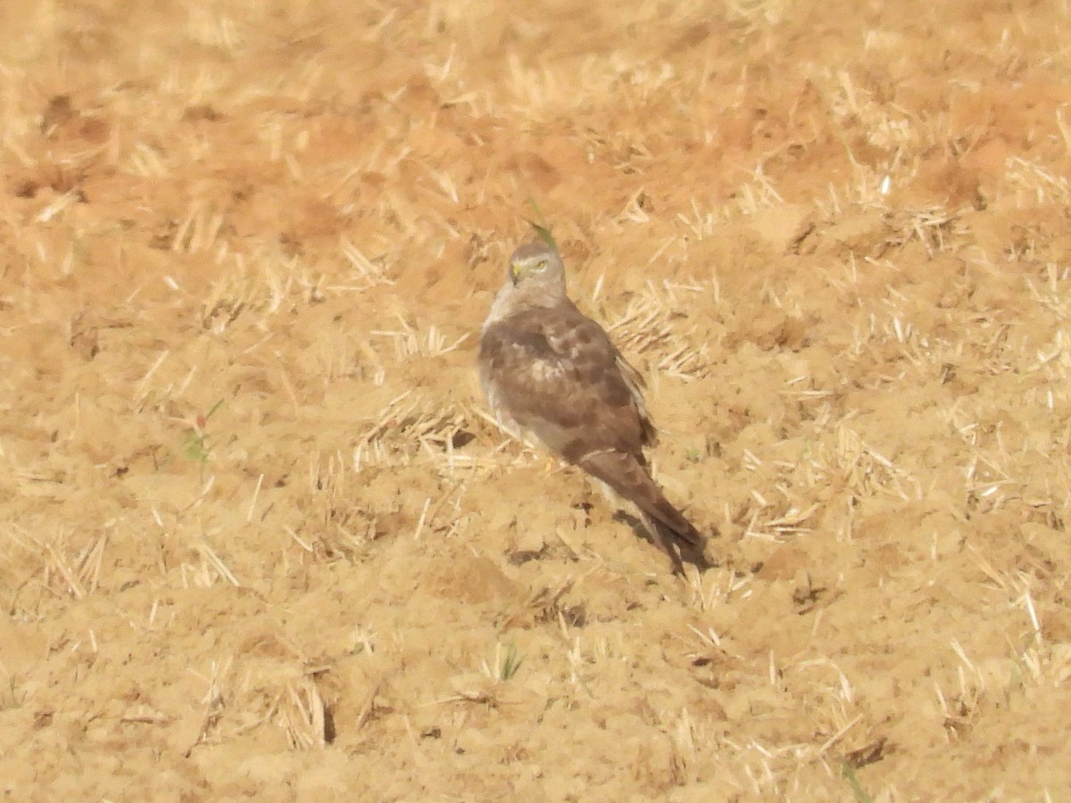 Northern Harrier - ML634473922