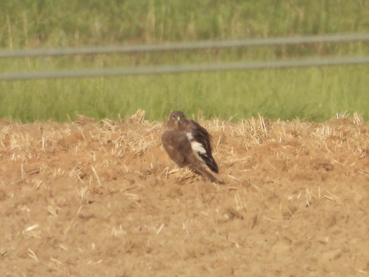 Northern Harrier - ML634473934