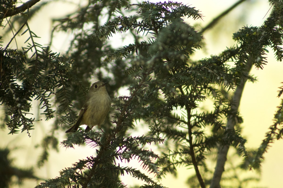 Ruby-crowned Kinglet - ML634473960