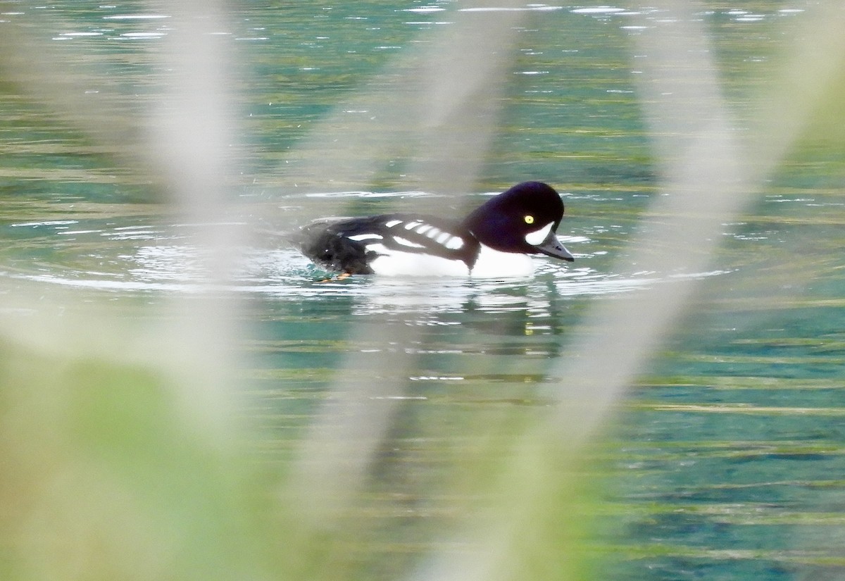 Barrow's Goldeneye - ML634474004