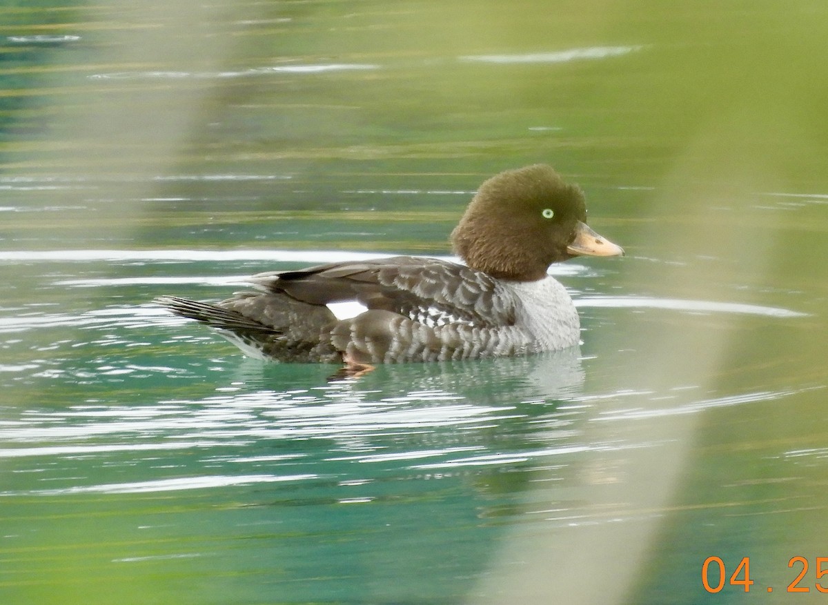 Barrow's Goldeneye - ML634474005