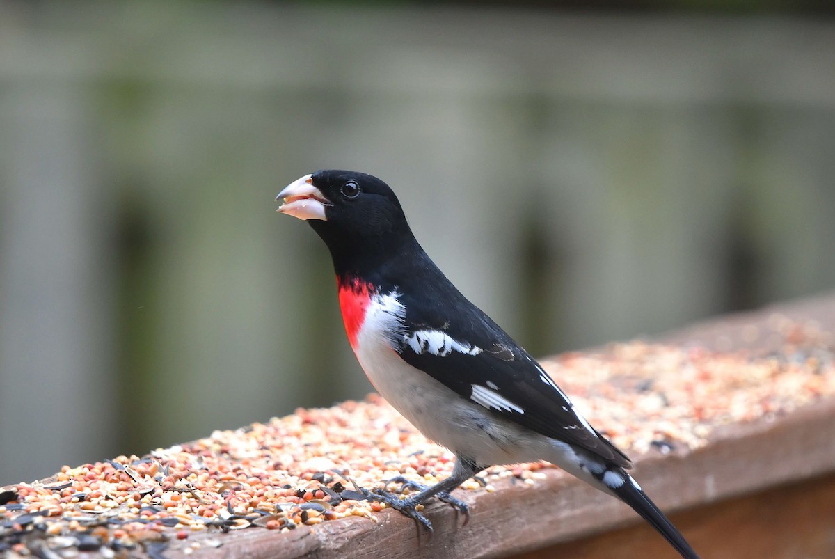 Rose-breasted Grosbeak - ML634474109