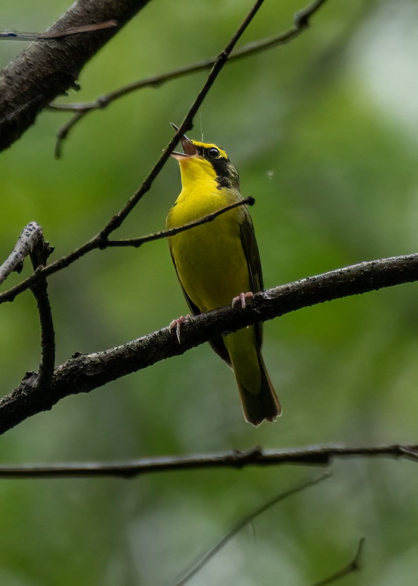 Kentucky Warbler - ML634474147