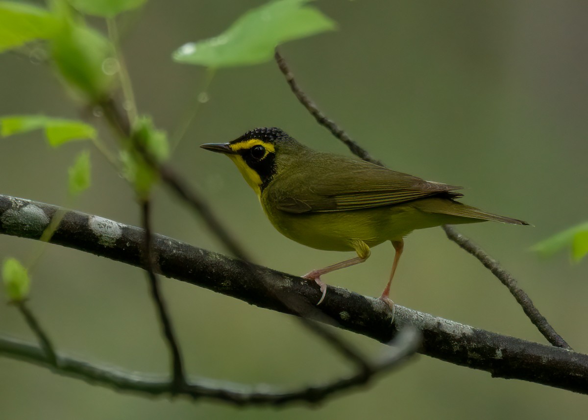 Kentucky Warbler - ML634474148