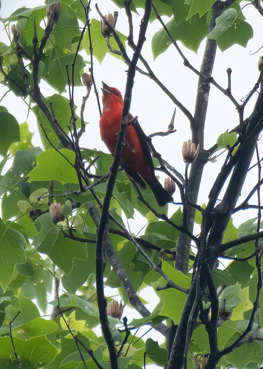 Scarlet Tanager - ML634474167